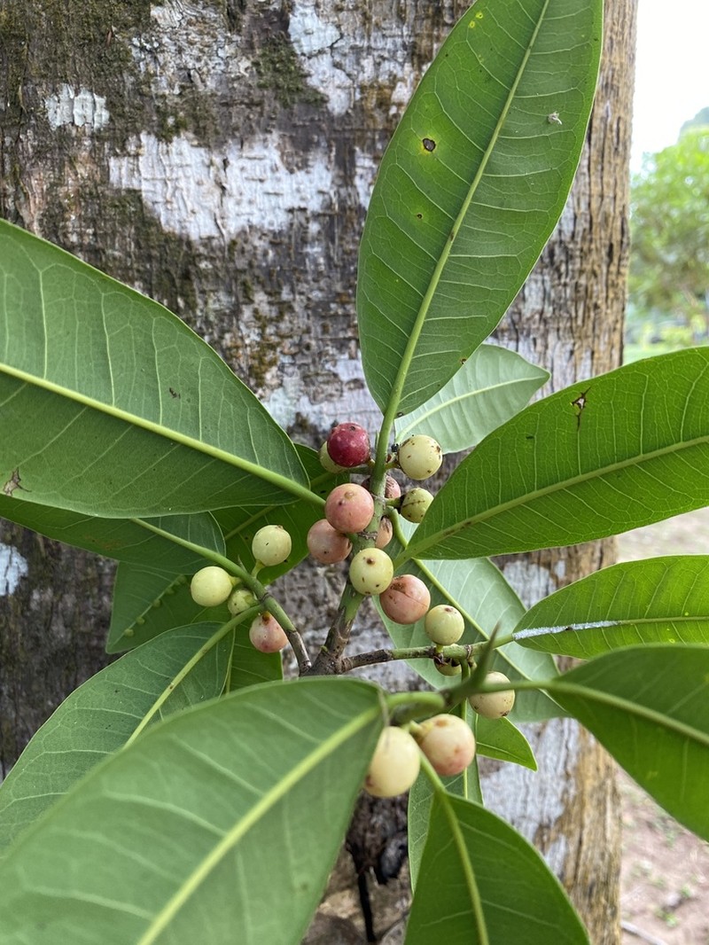 Ficus bahiensis photo 3