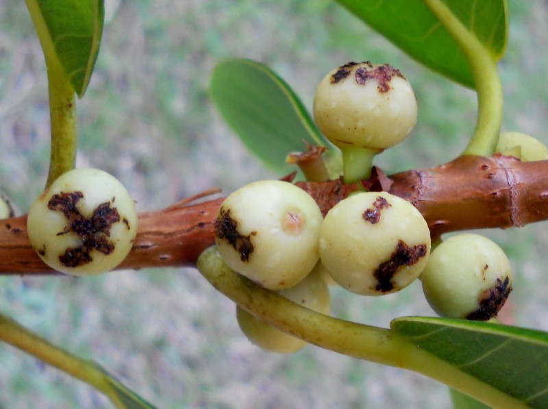 Ficus bahiensis photo 4