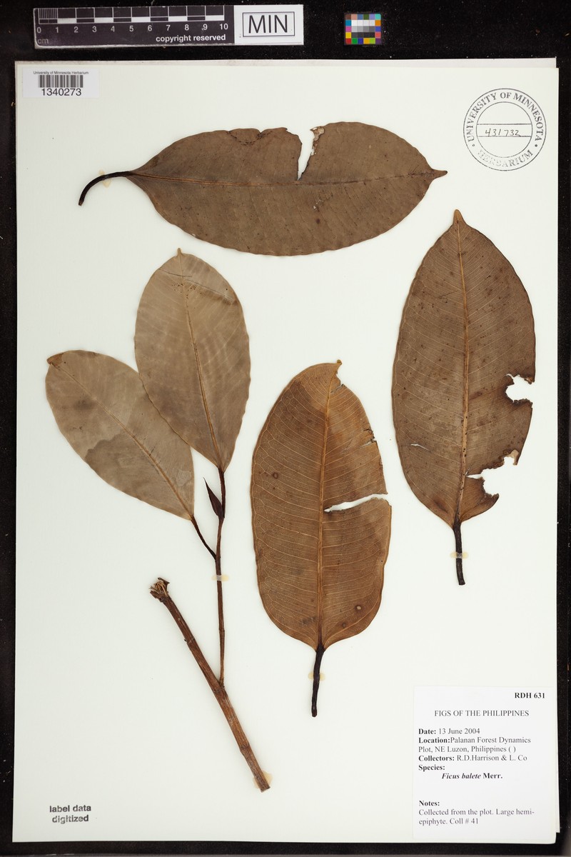 Ficus balete