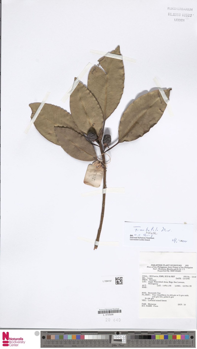 Ficus balete photo 2