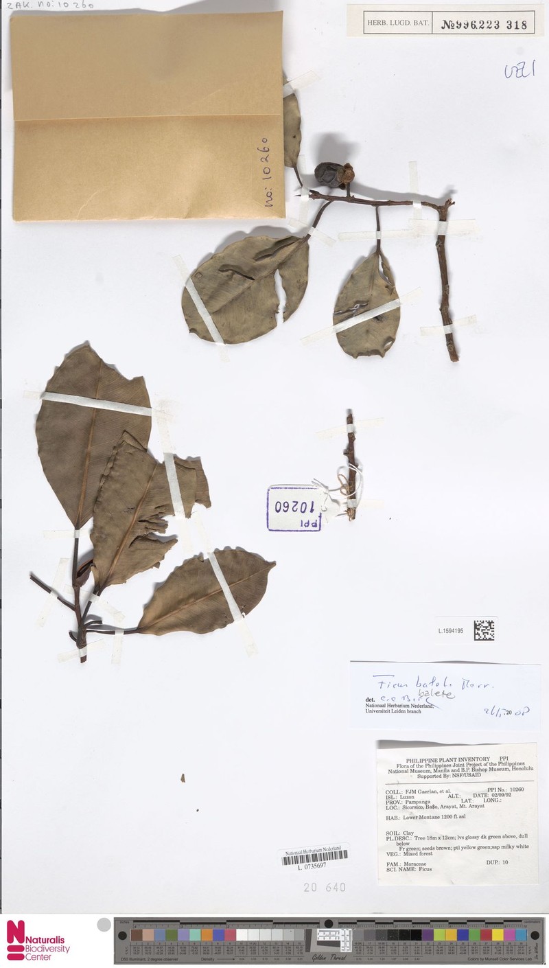 Ficus balete photo 3