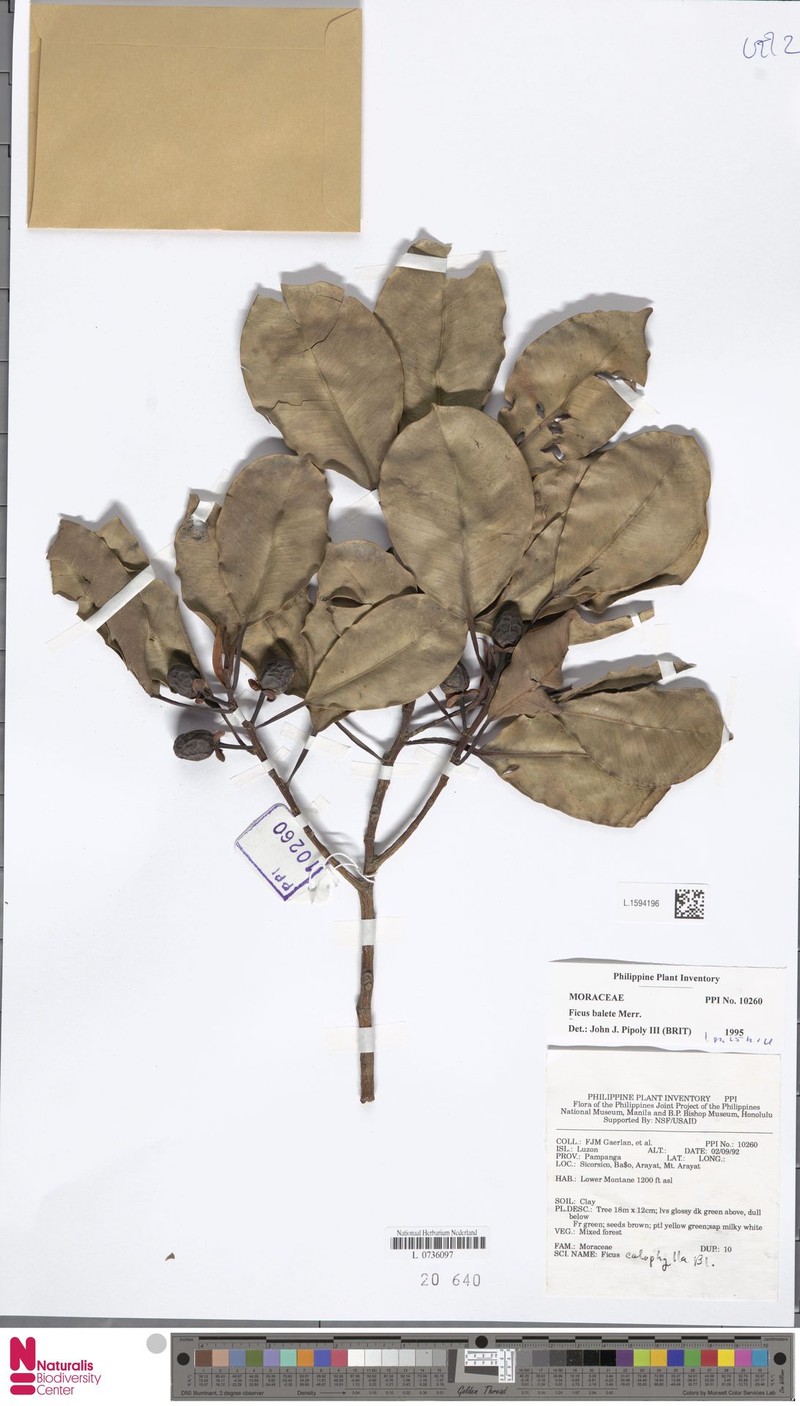 Ficus balete photo 4
