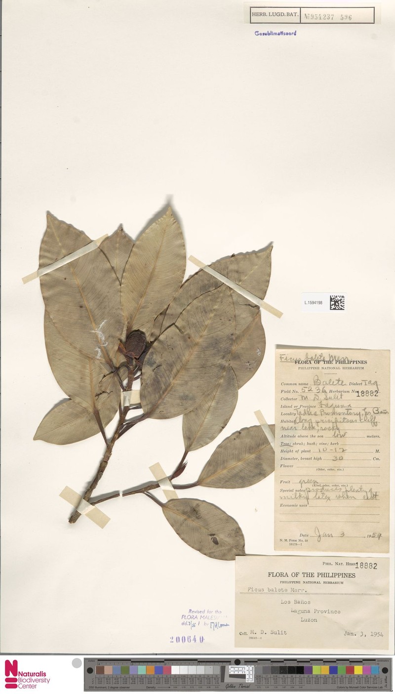 Ficus balete photo 6