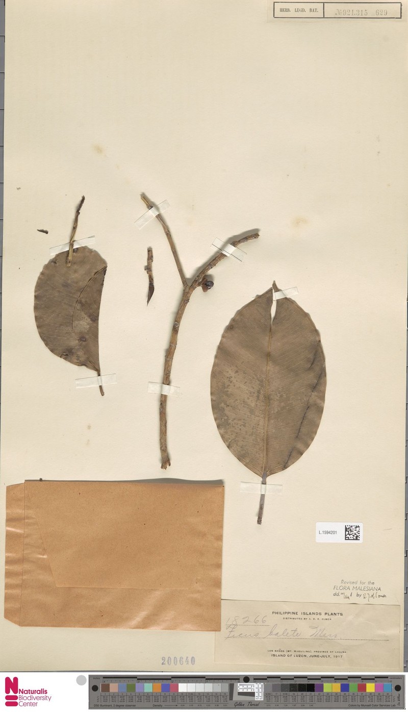 Ficus balete photo 7