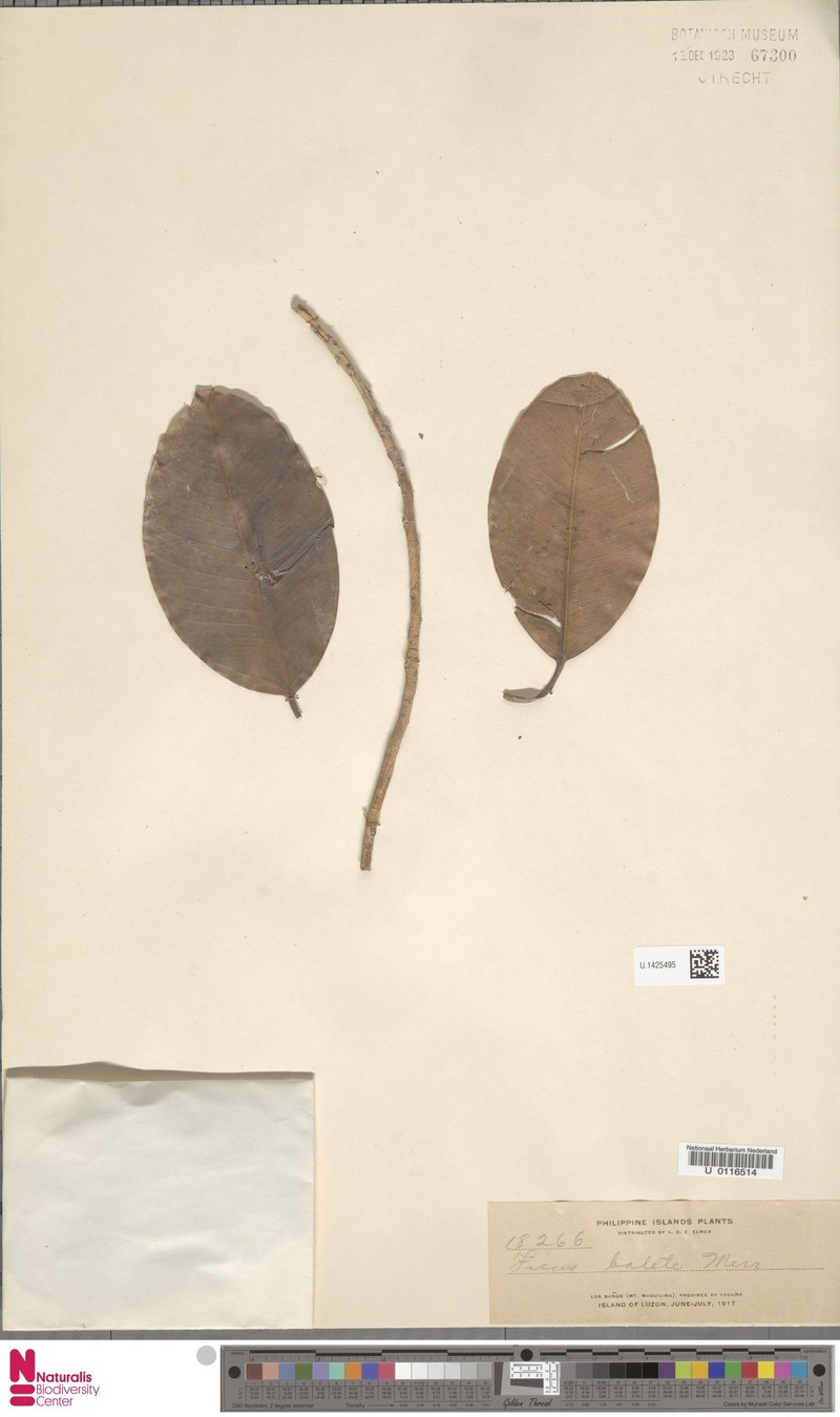 Ficus balete photo 8
