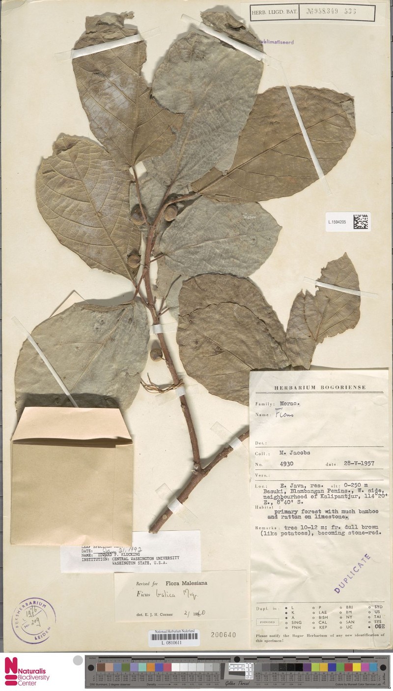 Ficus balica