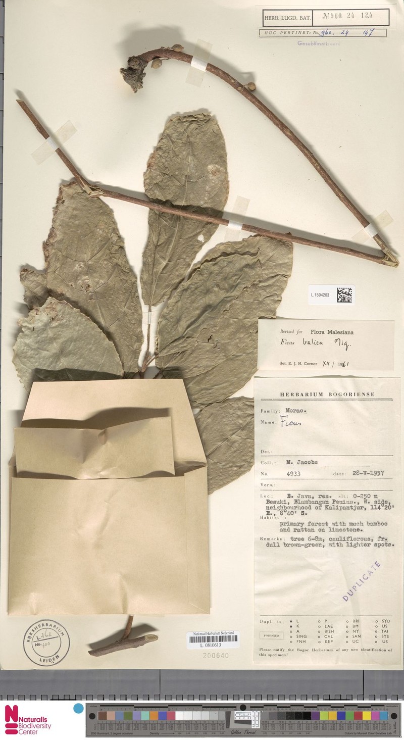 Ficus balica photo 2