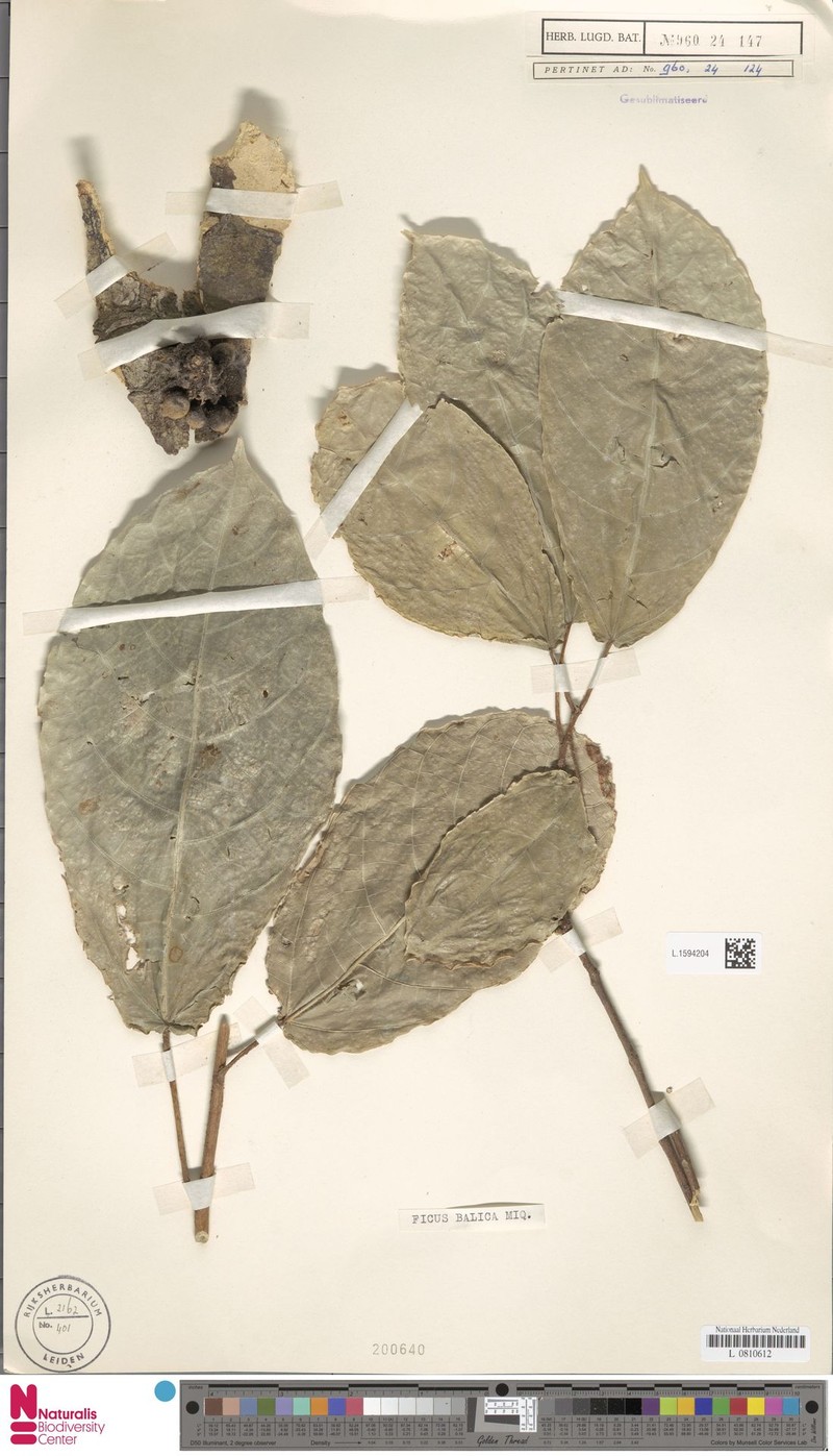 Ficus balica photo 3