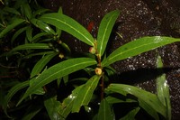 Ficus bambusifolia
