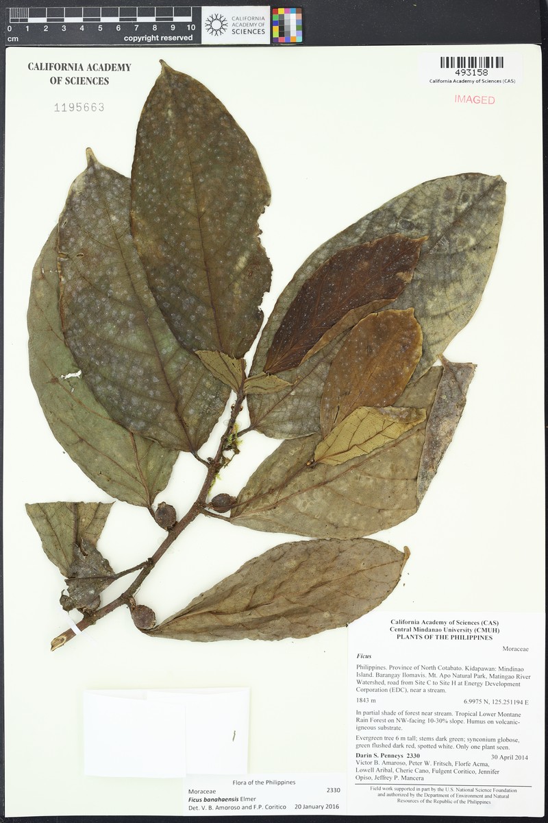 Ficus banahaensis