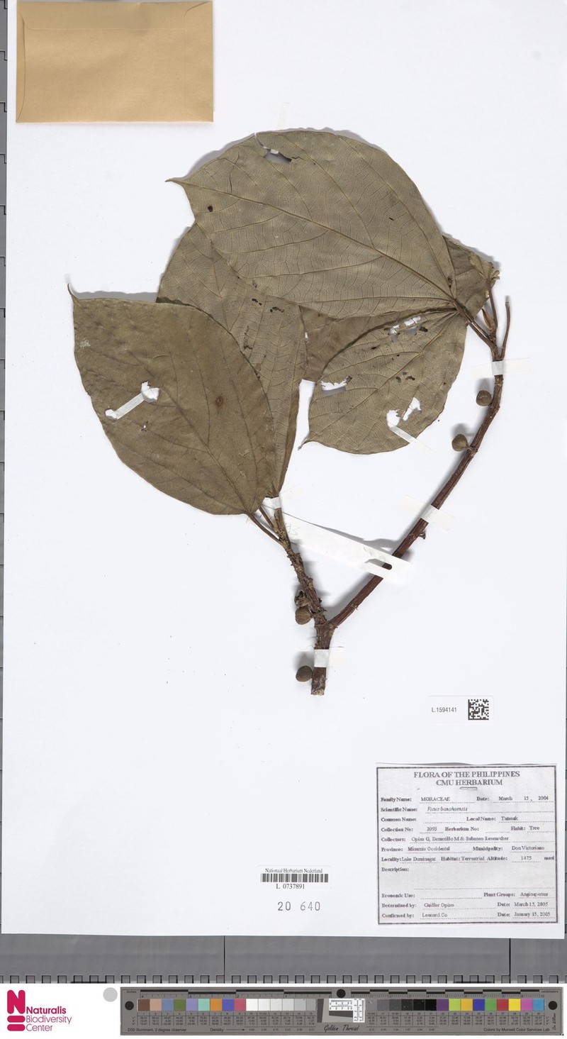 Ficus banahaensis photo 2