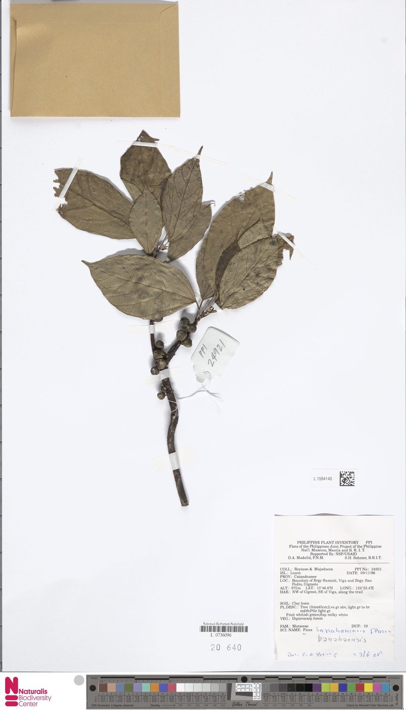 Ficus banahaensis photo 3