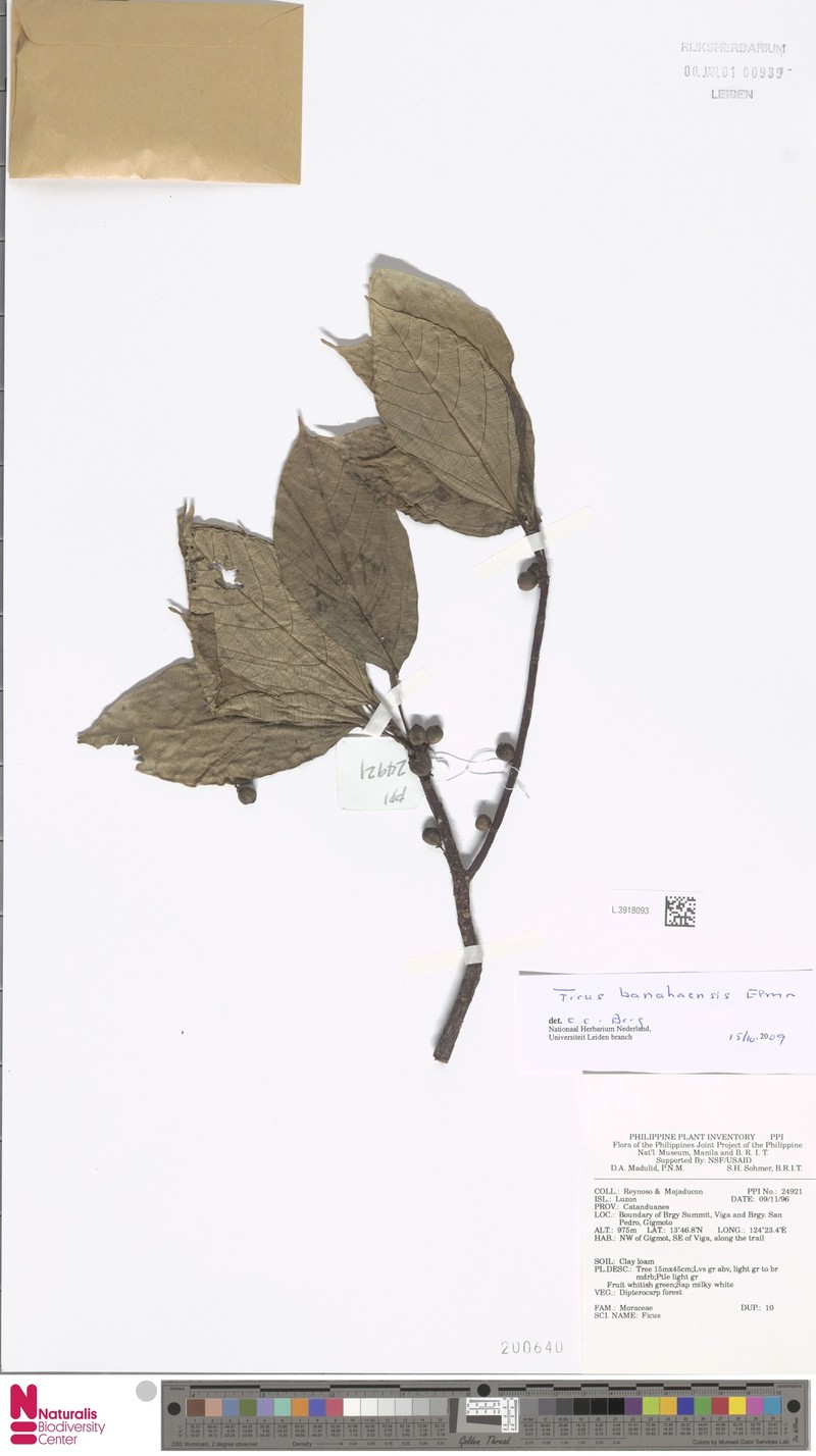 Ficus banahaensis photo 4