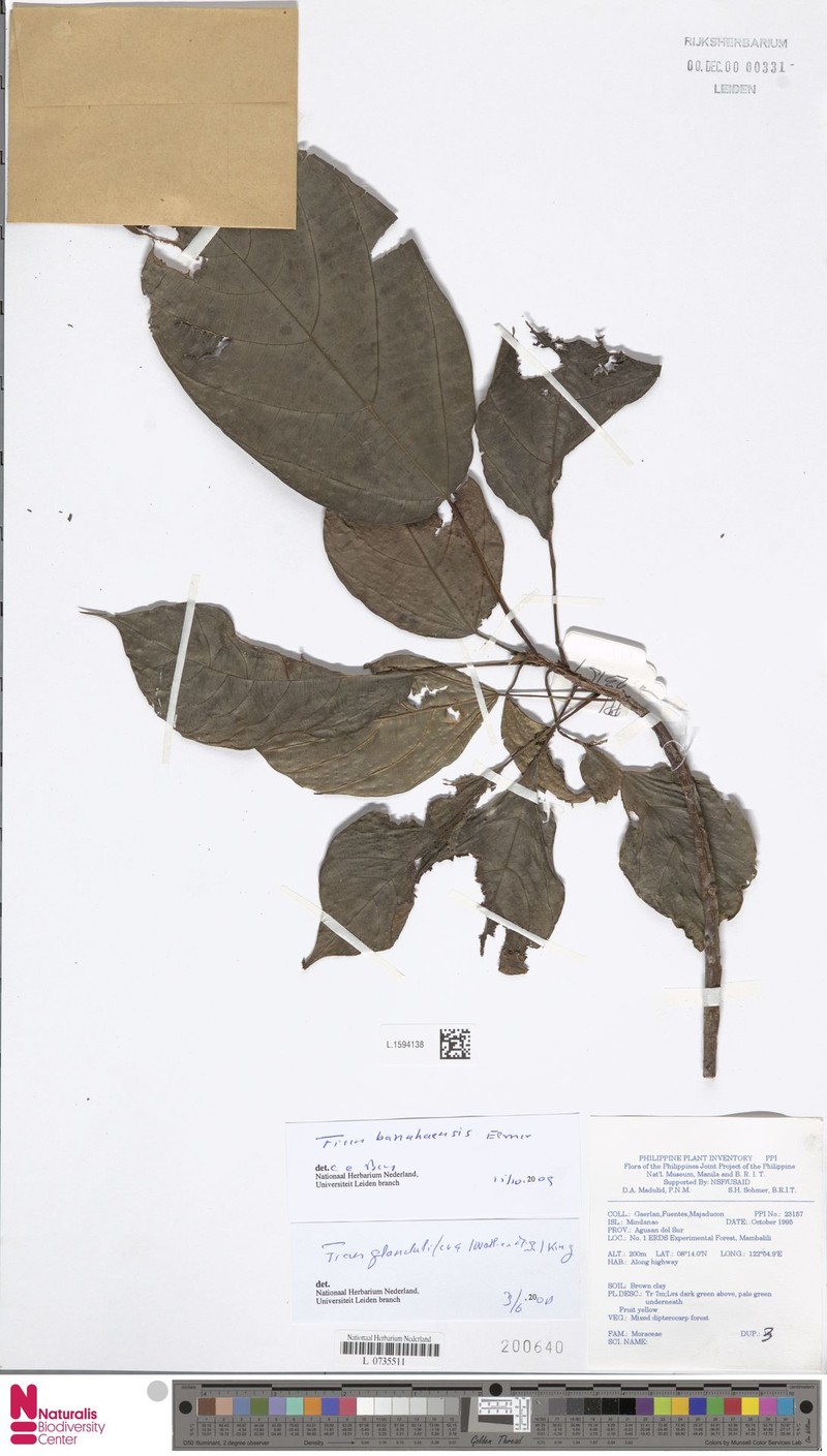 Ficus banahaensis photo 6