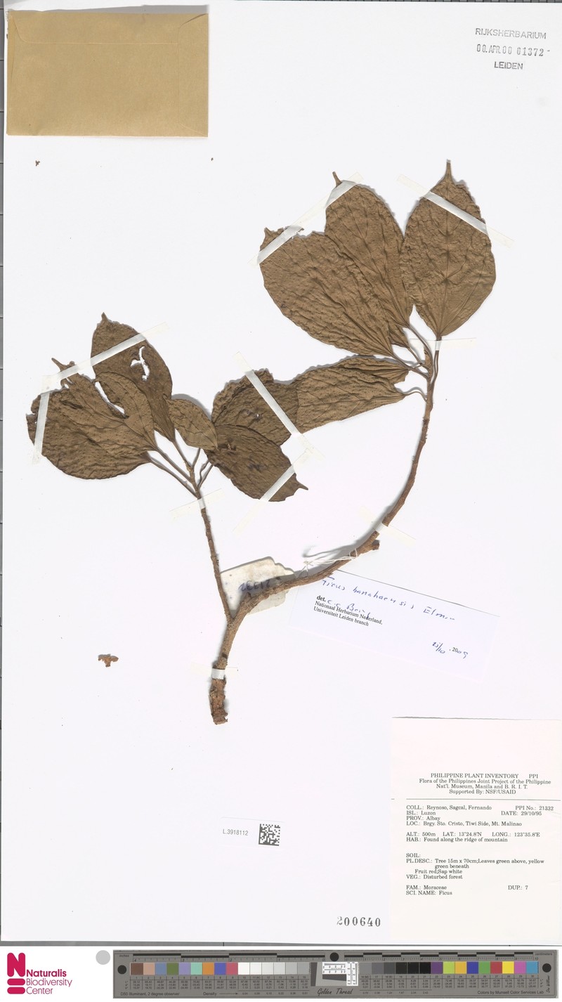 Ficus banahaensis photo 7