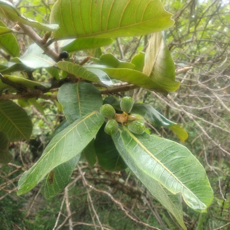 Ficus banosensis