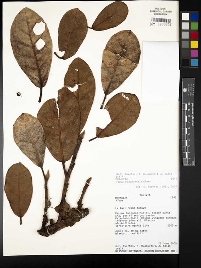 Ficus banosensis photo 2