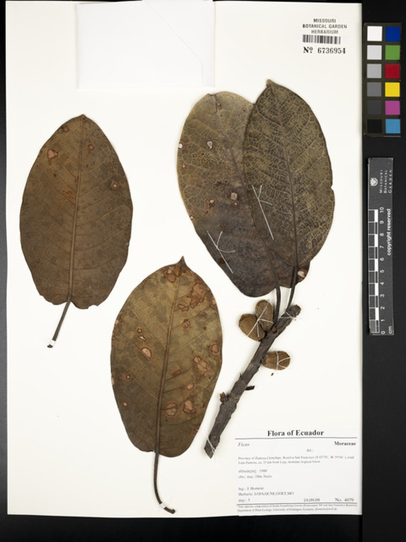 Ficus banosensis photo 3