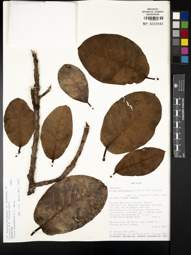Ficus banosensis photo 4