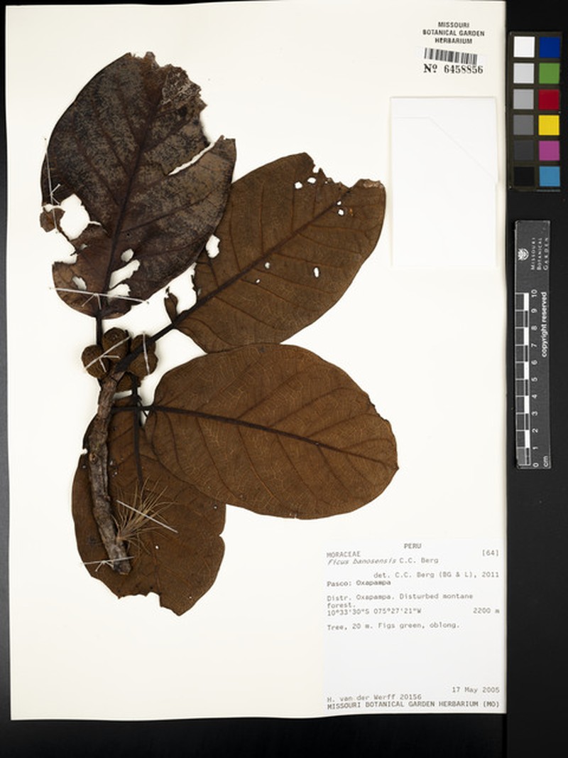 Ficus banosensis photo 5