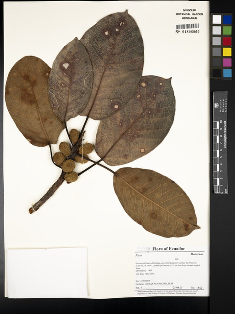 Ficus banosensis photo 6