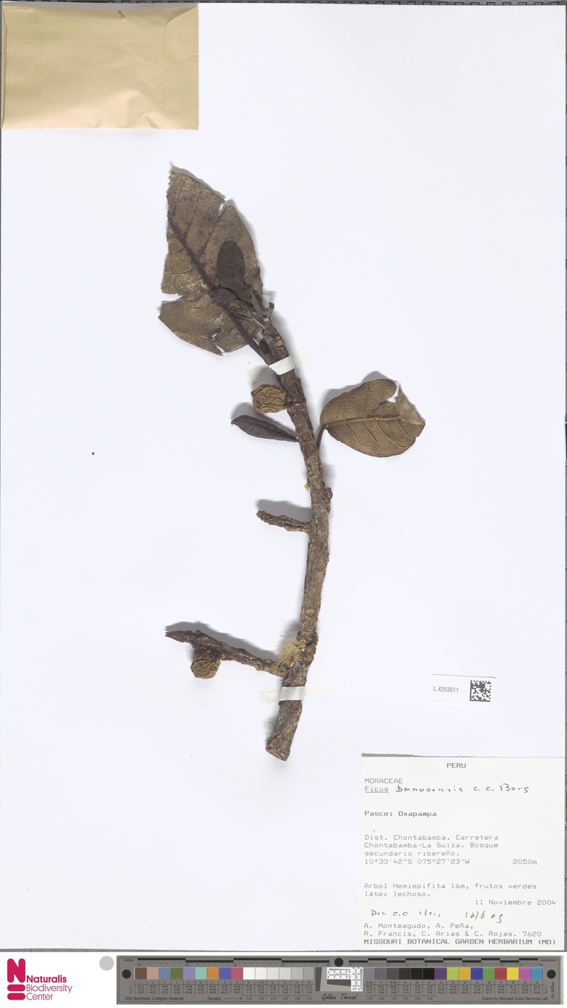 Ficus banosensis photo 7
