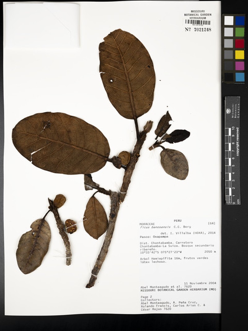 Ficus banosensis photo 8