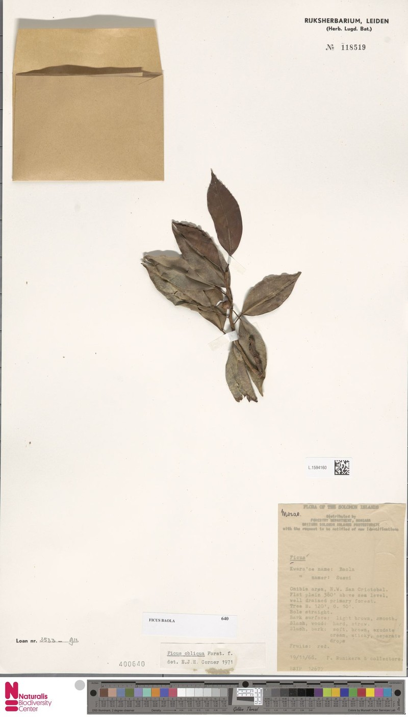 Ficus baola