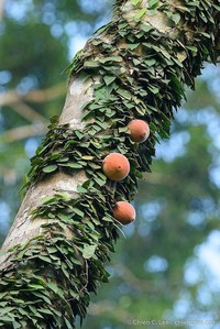 Ficus barba-jovis