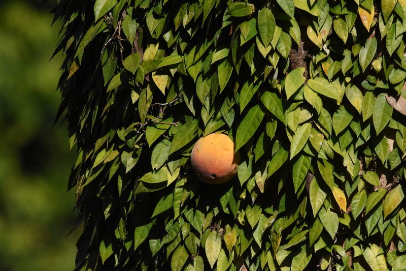 Ficus barba-jovis photo 2