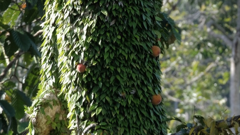 Ficus barba-jovis photo 3