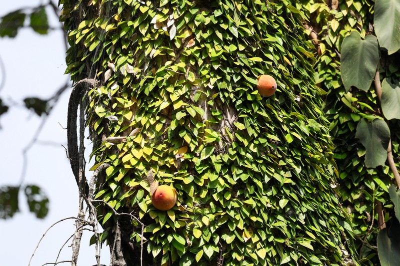 Ficus barba-jovis photo 4