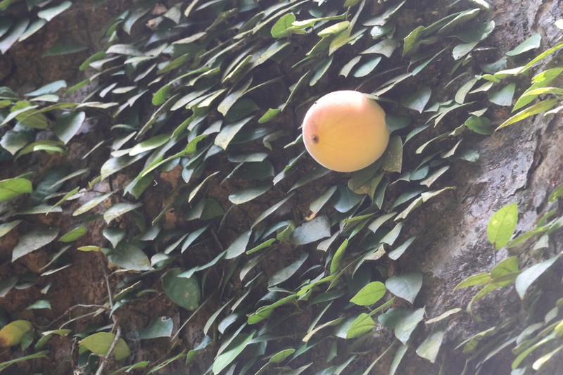 Ficus barba-jovis photo 5