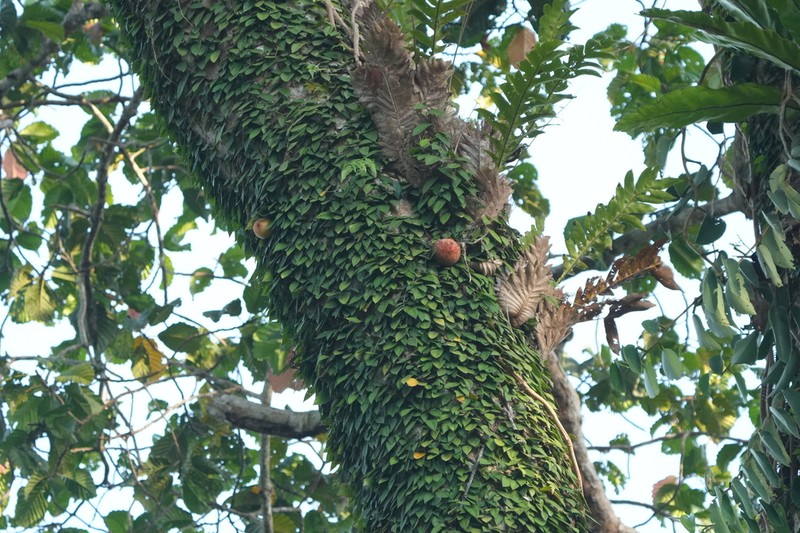 Ficus barba-jovis photo 6