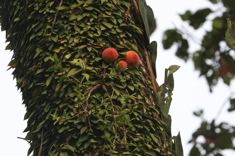 Ficus barba-jovis photo 7