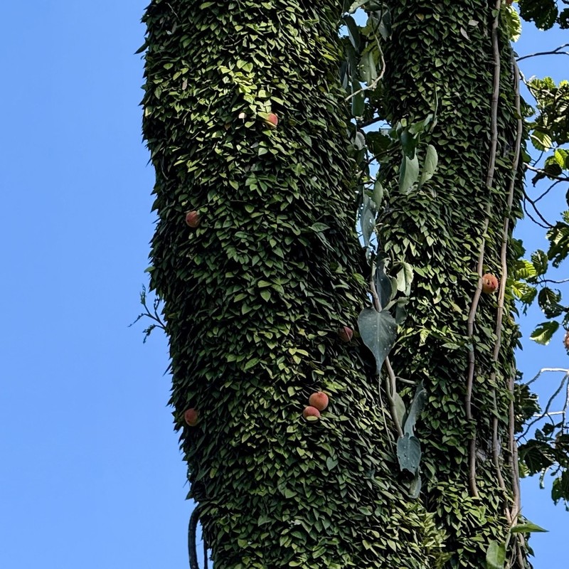 Ficus barba-jovis photo 8