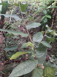 Ficus barclayana