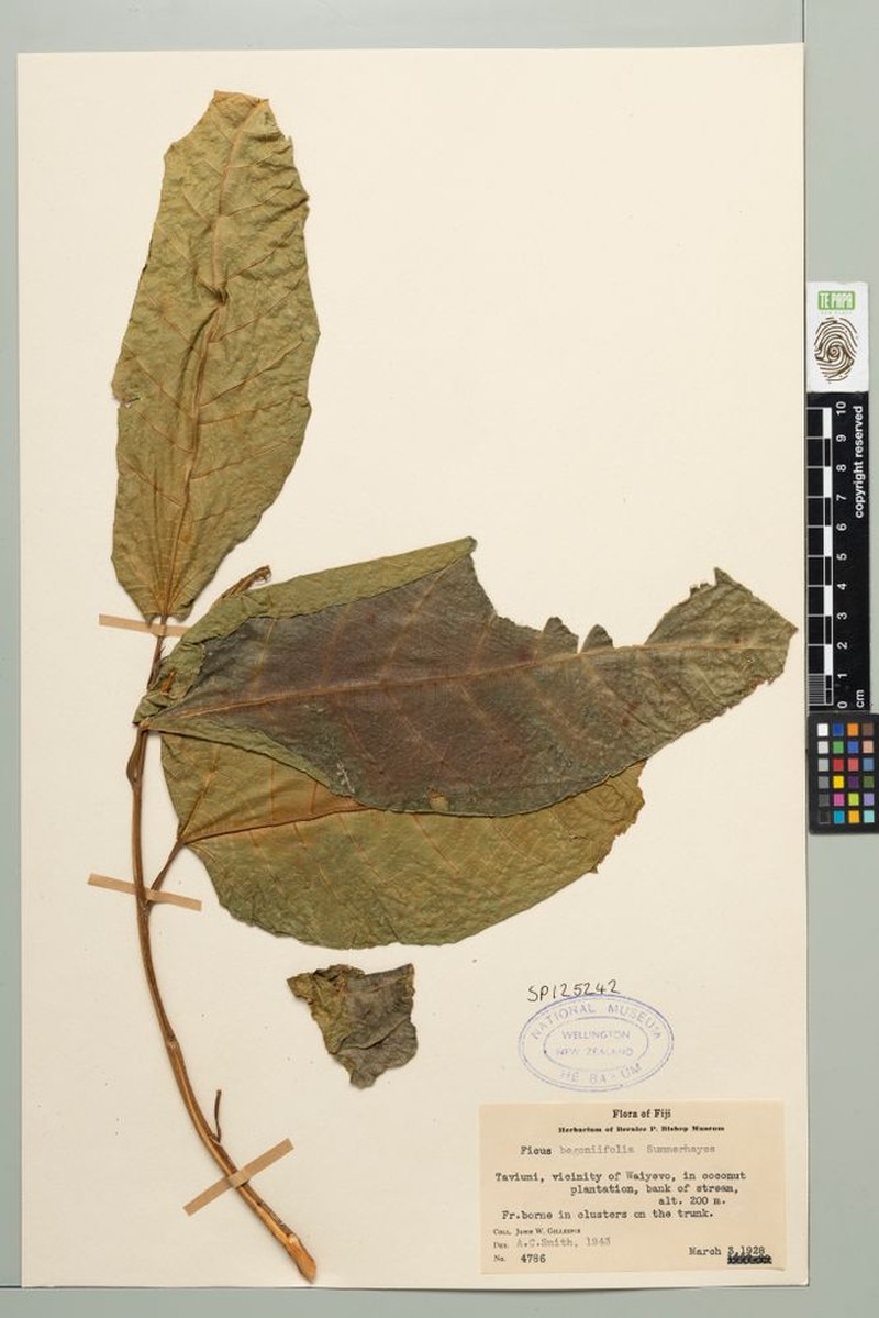 Ficus barclayana photo 2