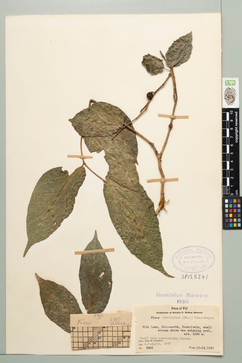Ficus barclayana photo 3
