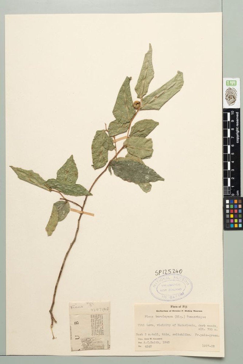 Ficus barclayana photo 4