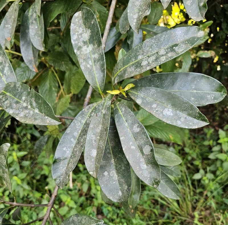 Ficus barteri