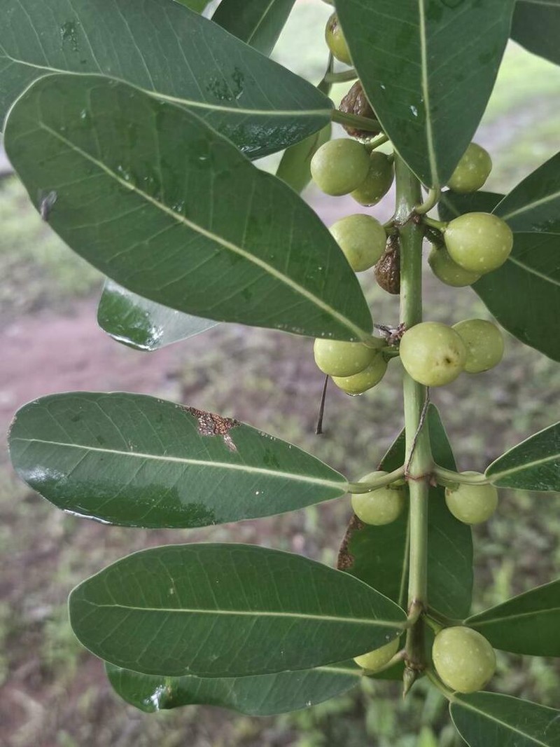 Ficus barteri photo 2