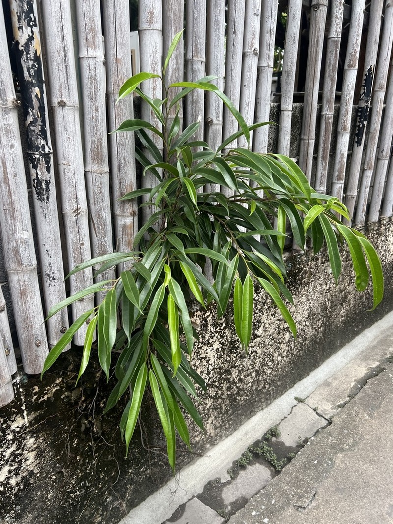 Ficus barteri photo 3