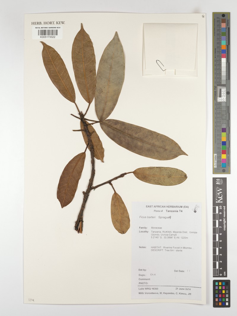 Ficus barteri photo 5