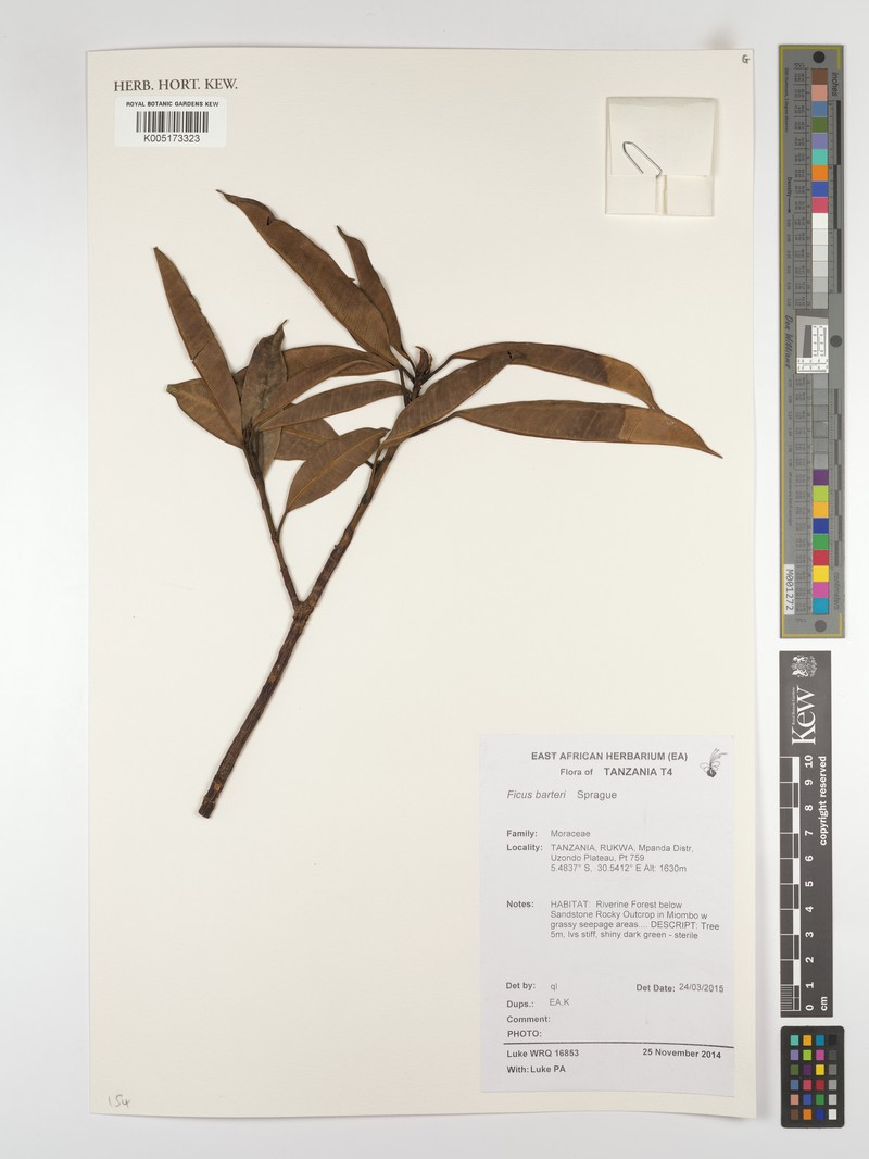 Ficus barteri photo 6