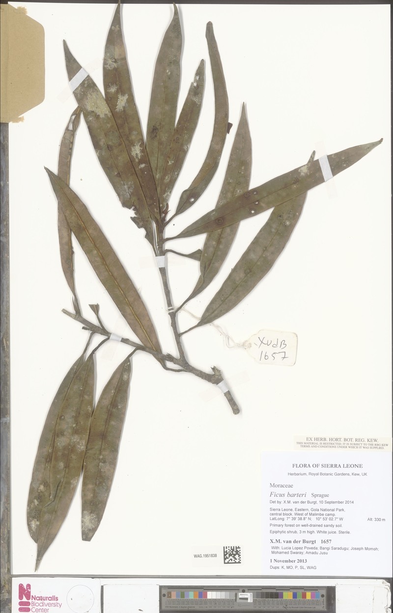 Ficus barteri photo 7