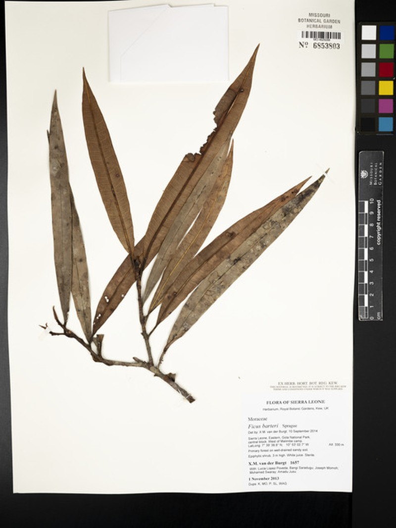 Ficus barteri photo 8