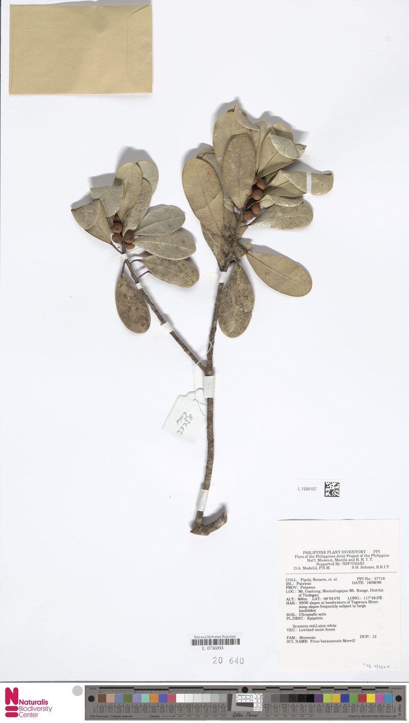 Ficus bataanensis