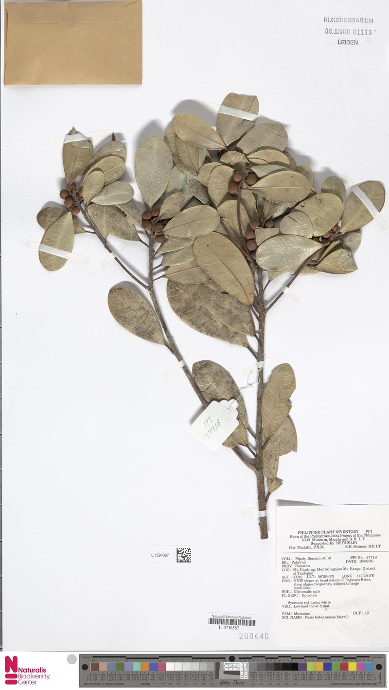 Ficus bataanensis photo 2