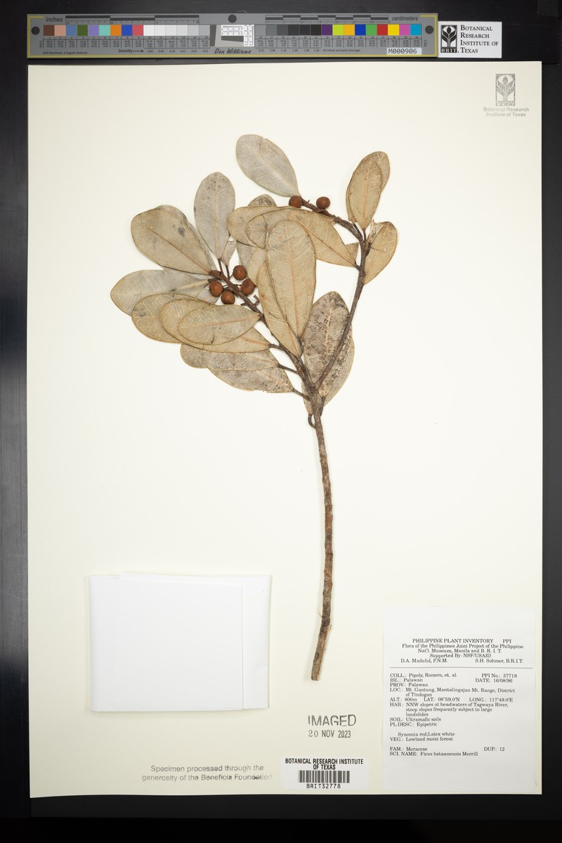 Ficus bataanensis photo 3